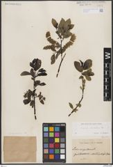 Foto von Salix borealis Fr.
